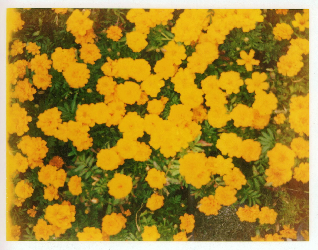 SITE BAY marigold polaroid125i